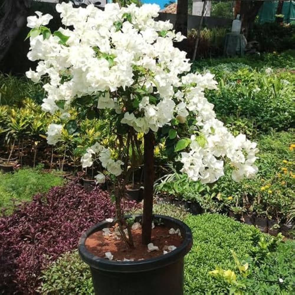White Bougainvillea Flower Seeds for Vibrant Planting