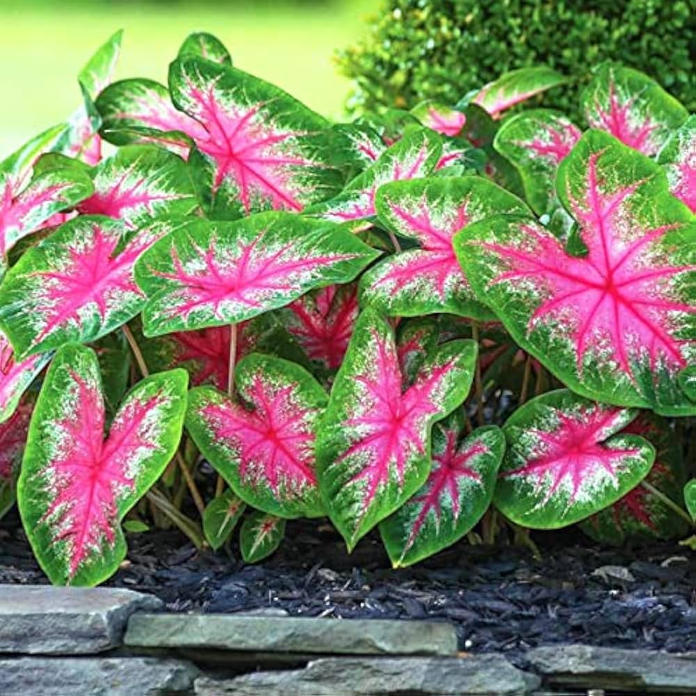 Green Thailand Caladium Flower Seeds for Planting Shade Tolerant Heirloom & GMO Free Seeds for Home Garden
 
 Sale