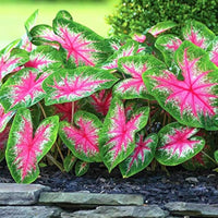 Green Thailand Caladium Flower Seeds for Planting Shade Tolerant Heirloom & GMO Free Seeds for Home Garden
 
 Sale