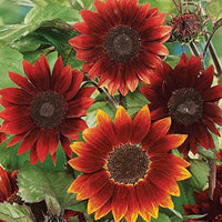 Burgundy Sunflower Seeds  Perfect for Planting