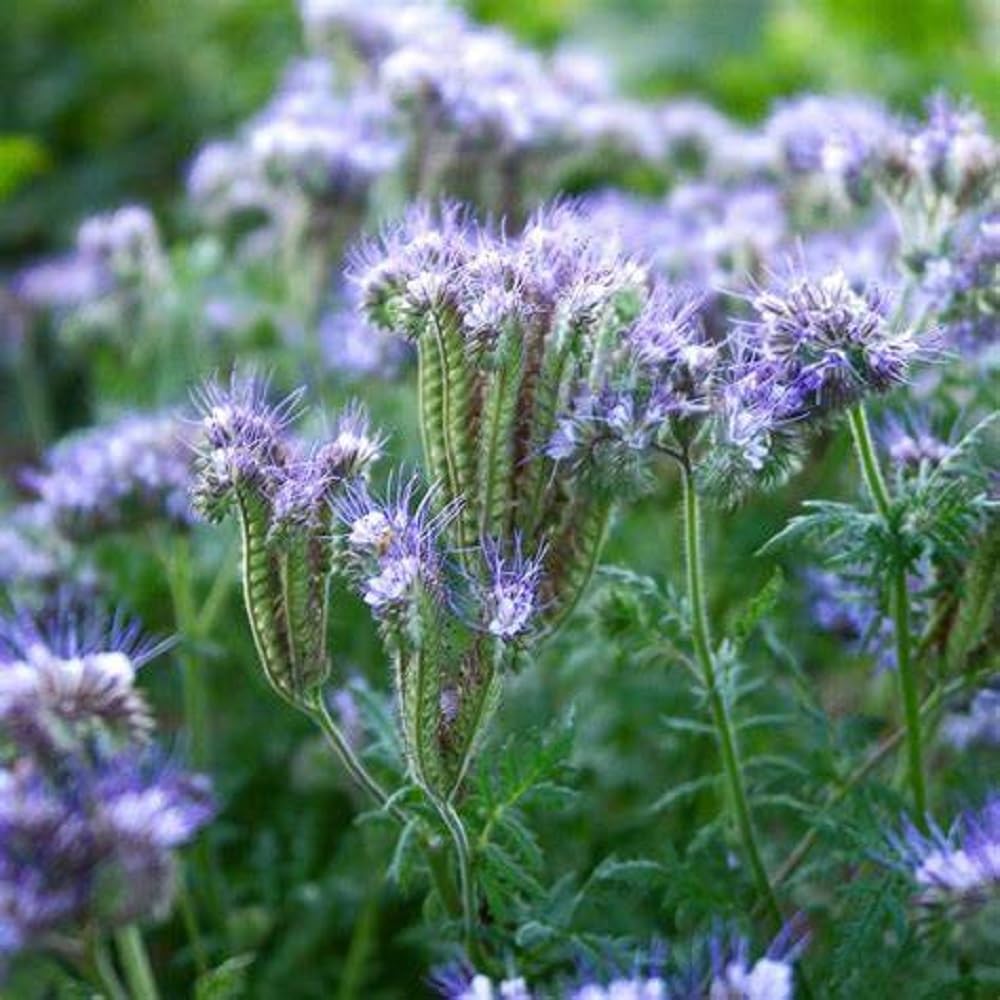 Violet Lacy Phacelia Seeds Flower seeds for Planting Easy to Grow Heirloom & GMO Free Seeds for Home Garden 
 
 Sale