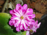 Alpine Flower Seeds for Planting Alpine Mix highland rock garden