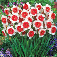 Red White Daffodils Flower seeds for Planting Garden Favorite Heirloom & GMO Free Seeds for Home Garden