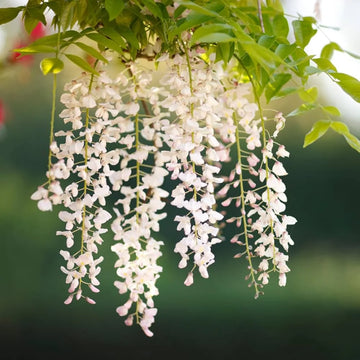 Pagoda Flower seeds for Planting - Cottage Garden Essential, Heirloom & GMO Free Seeds for Home Garden