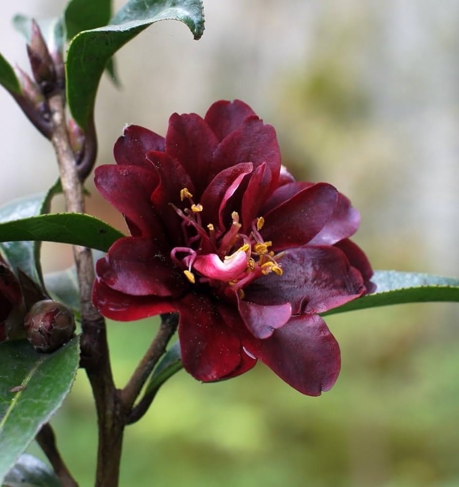Burgundy Camellia Flower seeds for Planting - Cottage Garden Essential, Heirloom & GMO Free Seeds for Home Garden