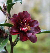 Burgundy Camellia Flower seeds for Planting - Cottage Garden Essential, Heirloom & GMO Free Seeds for Home Garden