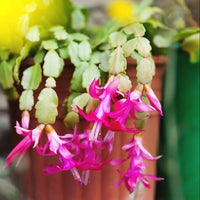 Lavender Schlumbergera Flower seeds for Planting Hardy Variety Heirloom & GMO Free Seeds for Home Garden 
 
 Sale