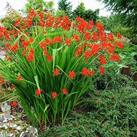 Crocosmia Flower seeds for Planting Seasonal Bloomer Heirloom & GMO Free Seeds for Home Garden