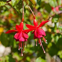 Dark Maroon Red Fuchsia Flower Seeds for Planting Wildflower Mix Heirloom & GMO Free Seeds for Home Garden
 
 Sale