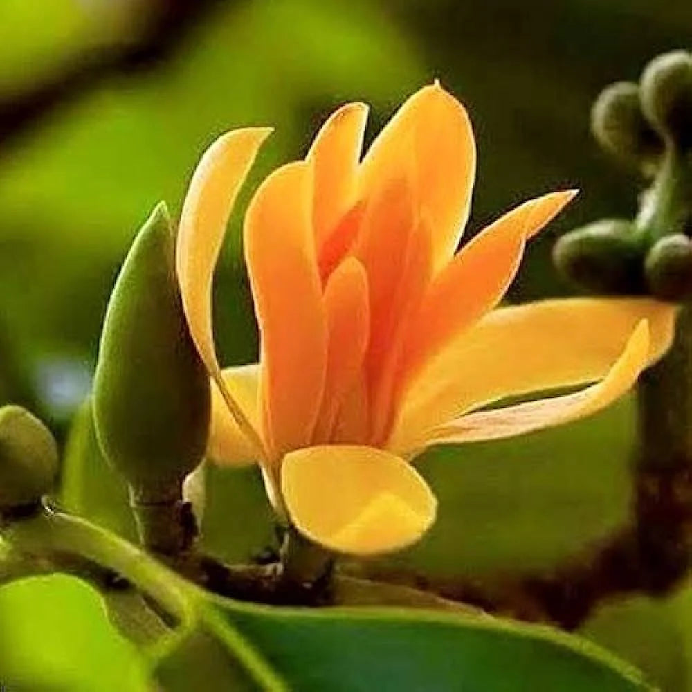 Champa Flower seeds for Planting Drought Tolerant Heirloom & GMO Free Seeds for Home Garden