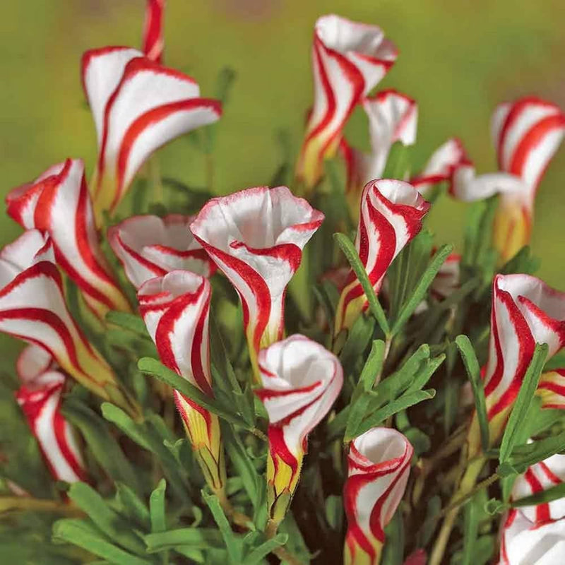 Candy Cane Sorrel Flower seeds for Planting - Compact Growth, Heirloom & GMO Free Seeds for Home Garden