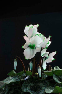Light Green Cyclamen Flower seeds for Planting - Seasonal Bloomer, Heirloom & GMO Free Seeds for Home Garden