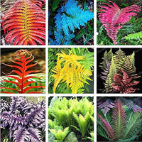 Mixed Color Fern for Planting Premium Quality Heirloom & GMO Free Seeds for Home Garden
 
 Sale