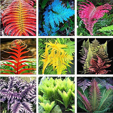 MultiColour Fern for Planting heirloom & Non GMO Seeds Seasonal Bloomer 
 
 Sale