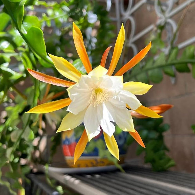 Epiphyllum Epiphyllum spp for planting in indoor garden