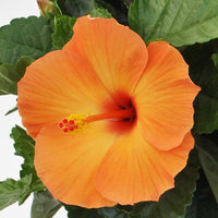 Orange Hibiscus Flower Seeds – Vibrant Blooms Heirloom & NonGMO Seeds for Home Garden
 
 Sale