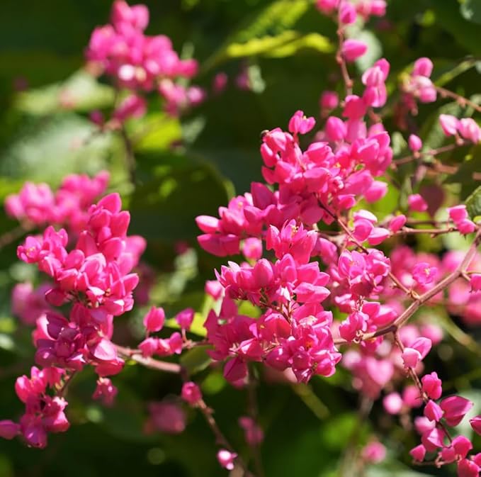 Antigonon Leptopus Flowering Plant Seeds for Planting in Garden