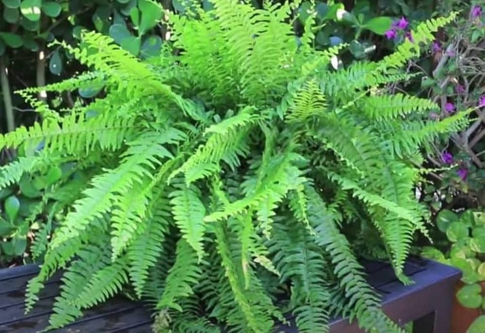 Green White Fern for Planting Hardy Variety Heirloom & GMO Free Seeds for Home Garden
 
 Sale