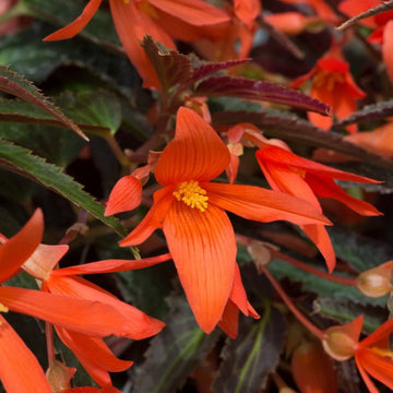 Orange Bossa Nova Flower seeds for Planting - Pollinator Friendly, Heirloom & GMO Free Seeds for Home Garden