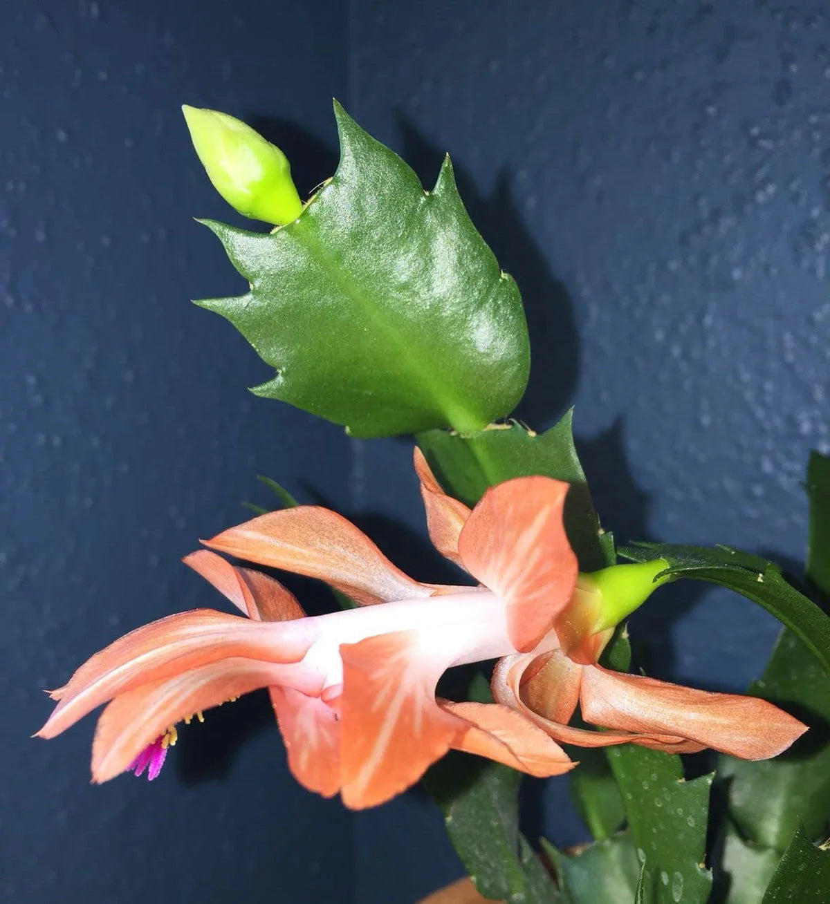 Heirloom Schlumbergera Flower seeds for Planting Easy to Grow Heirloom & GMO Free Seeds for Home Garden