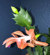 Heirloom Schlumbergera Flower seeds for Planting Easy to Grow Heirloom & GMO Free Seeds for Home Garden