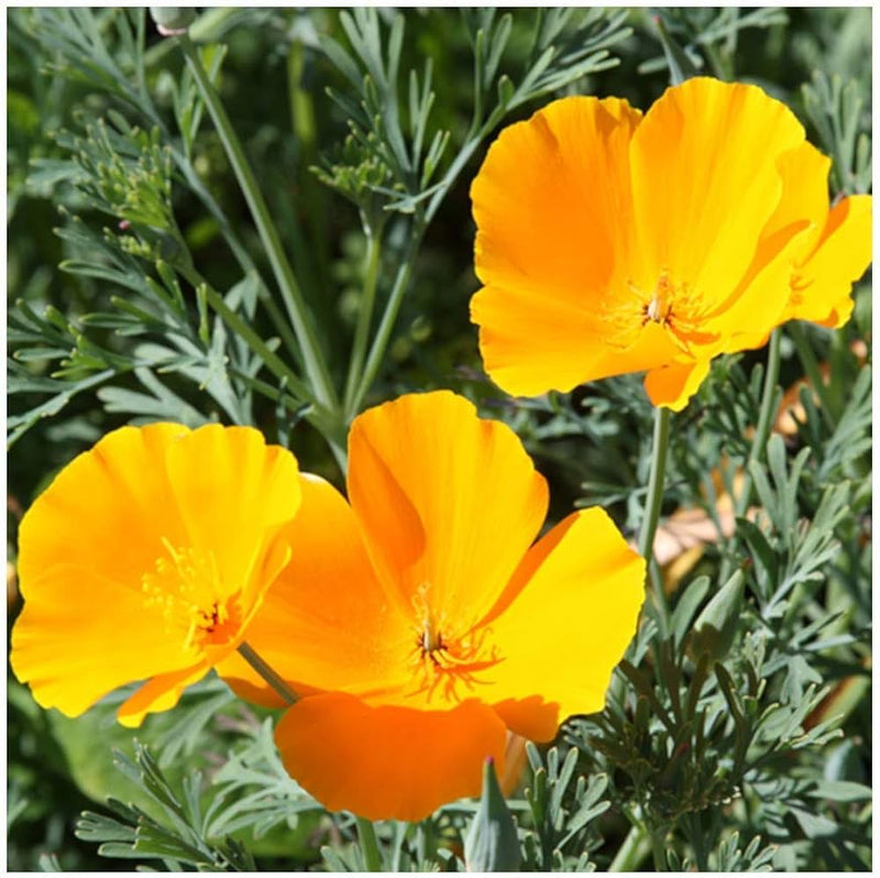 Eschscholzia Flower Seeds for Easy Planting