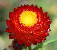 Red StrawFlower seeds for Planting Colorful Display Heirloom & GMO Free Seeds for Home Garden 
 
 Sale