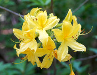 Light Yellow Azalea Flower seeds for Planting Easy to Grow Heirloom & GMO Free Seeds for Home Garden