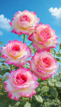 Pink White Rose Flower seeds for Planting Premium Quality Heirloom & GMO Free Seeds for Home Garden