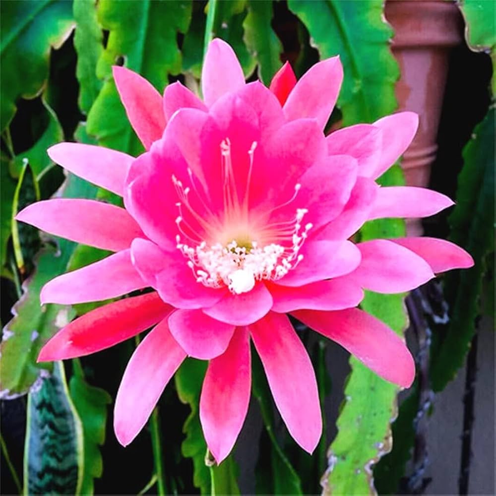 Pink Epiphyllum Oxypetalum Flower seeds for Planting - Garden Favorite, Heirloom & GMO Free Seeds for Home Garden