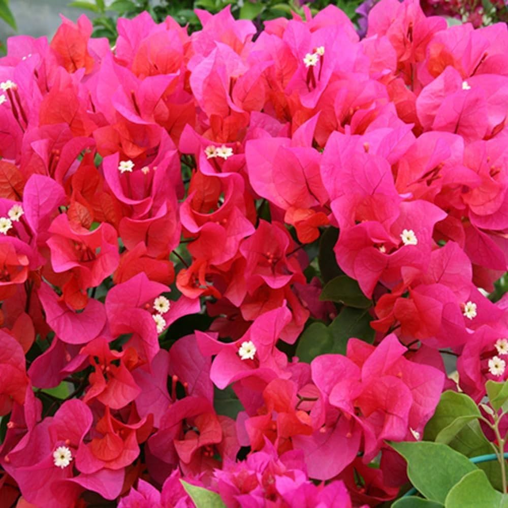 Bougainvillea Flower seeds for Planting - Bright Blooms, Heirloom & GMO Free Seeds for Home Garden
