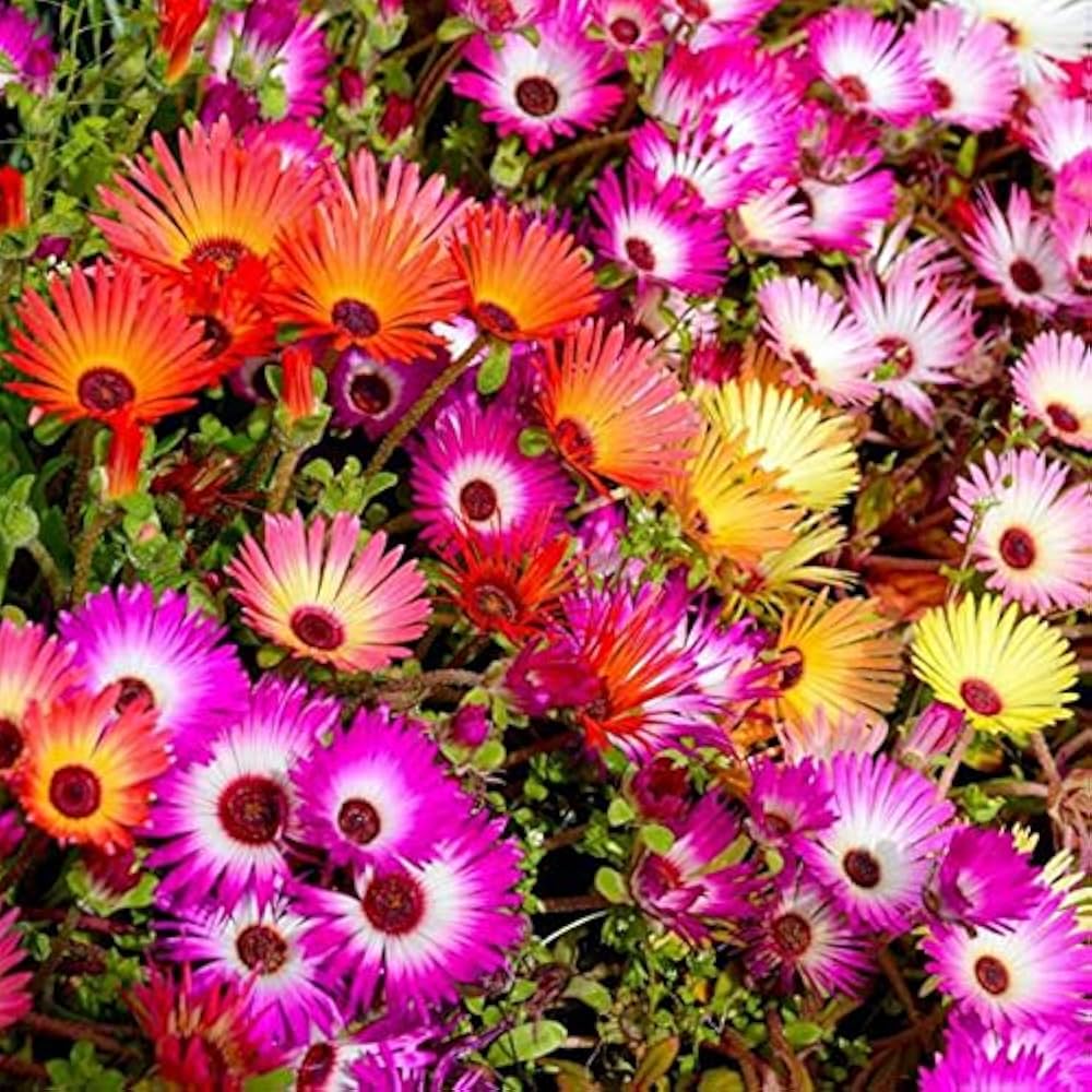 Mesembryanthemum Flower seeds for Planting Pollinator Friendly Heirloom & GMO Free Seeds for Home Garden