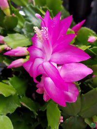 Zygocactus Schlumbergera Flower seeds for Planting Garden Favorite Heirloom & GMO Free Seeds for Home Garden 
 
 Sale