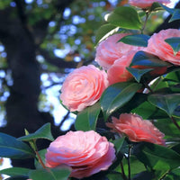 Pink Red Camellia Flores Flower Seeds for Planting Seasonal Bloomer Heirloom & GMO Free Seeds for Home Garden
 
 Sale