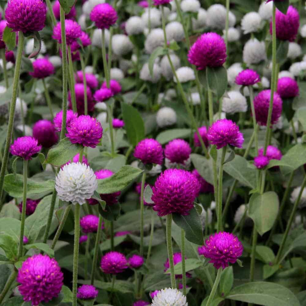 Gnome Series Gomphrena Seeds for Planting