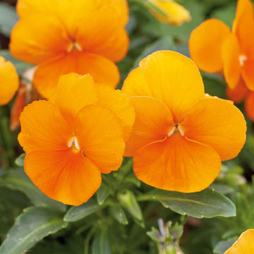 Orange Viola Sorbet Seeds for Planting | Vibrant Flower Seeds for Your Garden