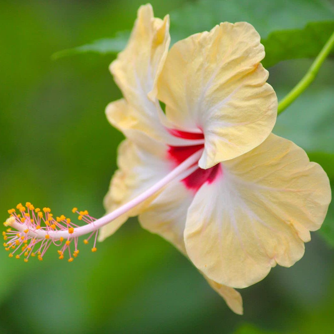 Hibiscus Light Yellow Flower seeds for Planting - Bright Blooms, Heirloom & GMO Free Seeds for Home Garden