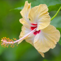 Hibiscus Light Yellow Flower seeds for Planting - Bright Blooms, Heirloom & GMO Free Seeds for Home Garden