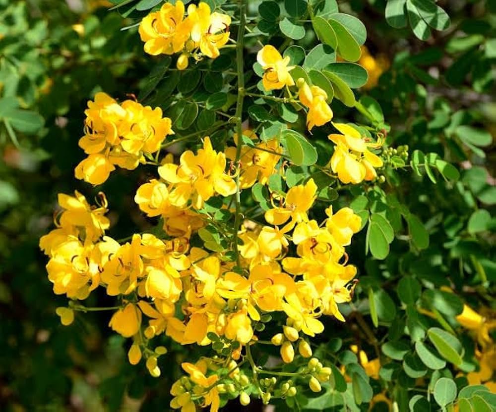 Cassia Biflora Flower seeds for Planting Hardy Variety Heirloom & GMO Free Seeds for Home Garden