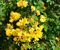 Cassia Biflora Flower seeds for Planting Hardy Variety Heirloom & GMO Free Seeds for Home Garden