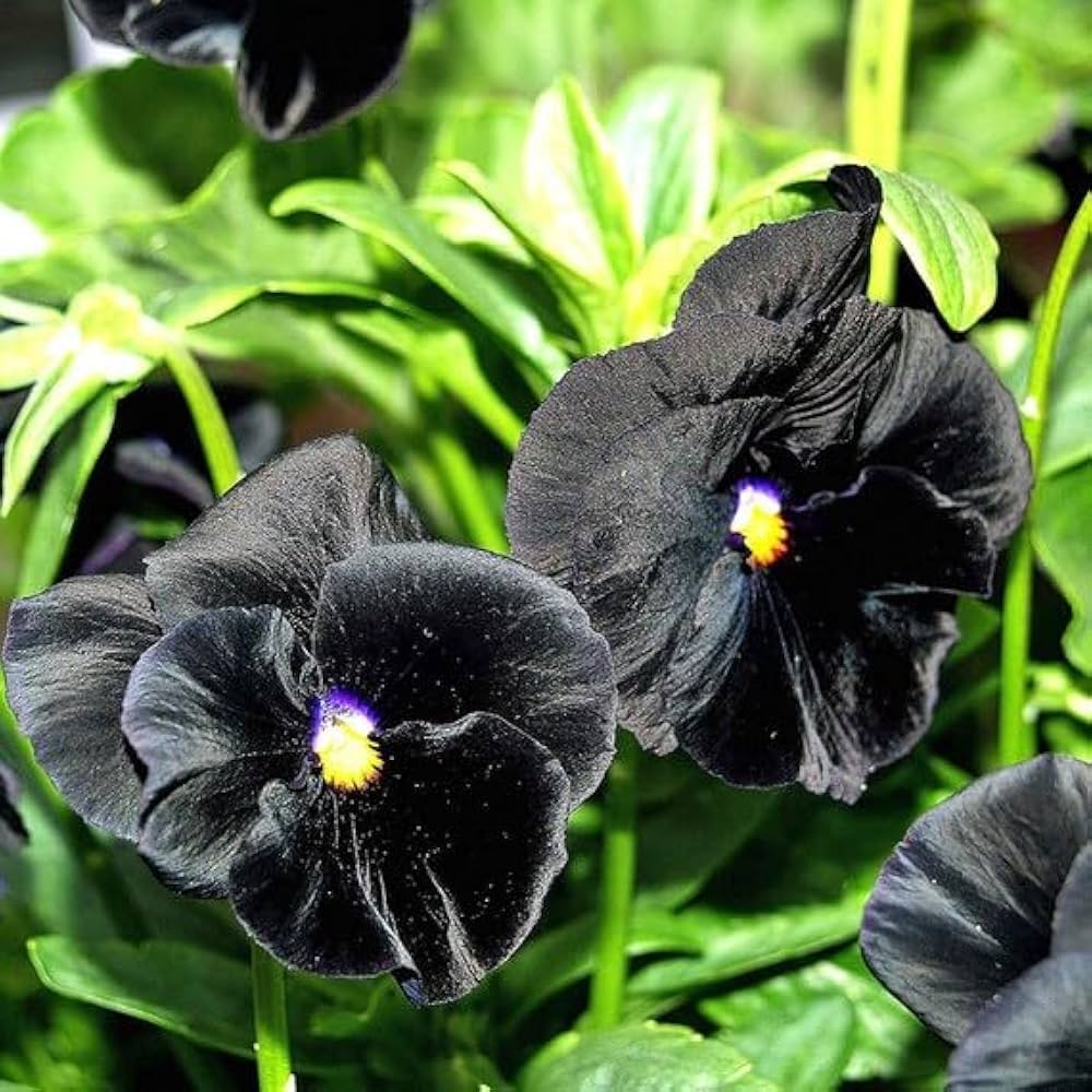 Black Pansy Flower seeds for Planting - Cut Flower Favorite, Heirloom & GMO Free Seeds for Home Garden