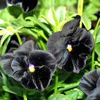Black pansy Flower seeds for Planting - Drought Tolerant, Heirloom & GMO Free Seeds for Home Garden