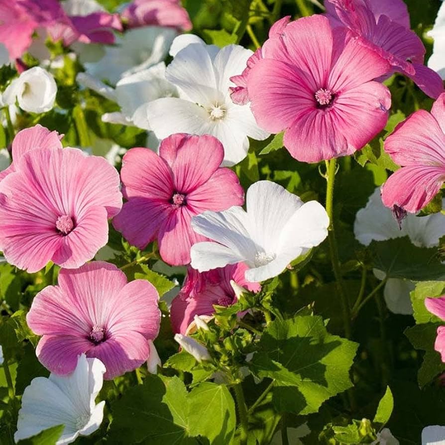 Heirloom Rose Mallow Flower seeds for Planting Pollinator Friendly Heirloom & GMO Free Seeds for Home Garden