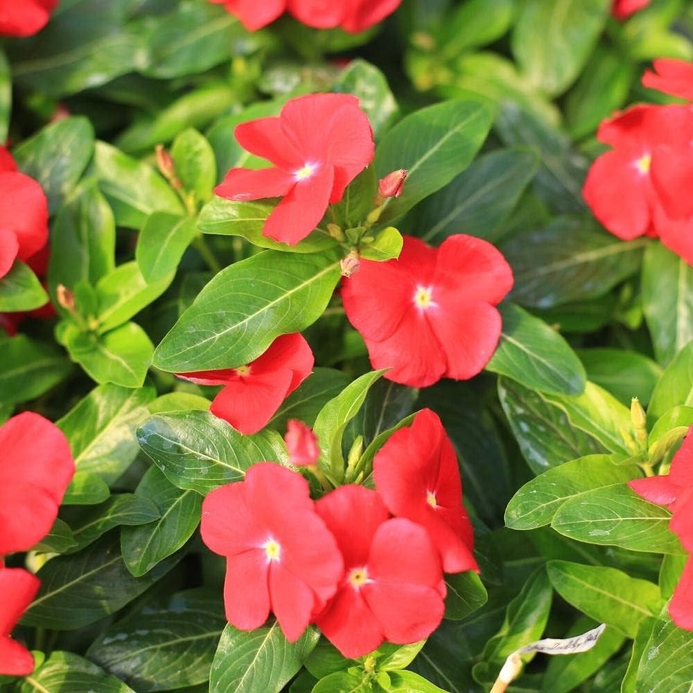 Pervinca Dark Red Flower Seeds for rich garden ground cover