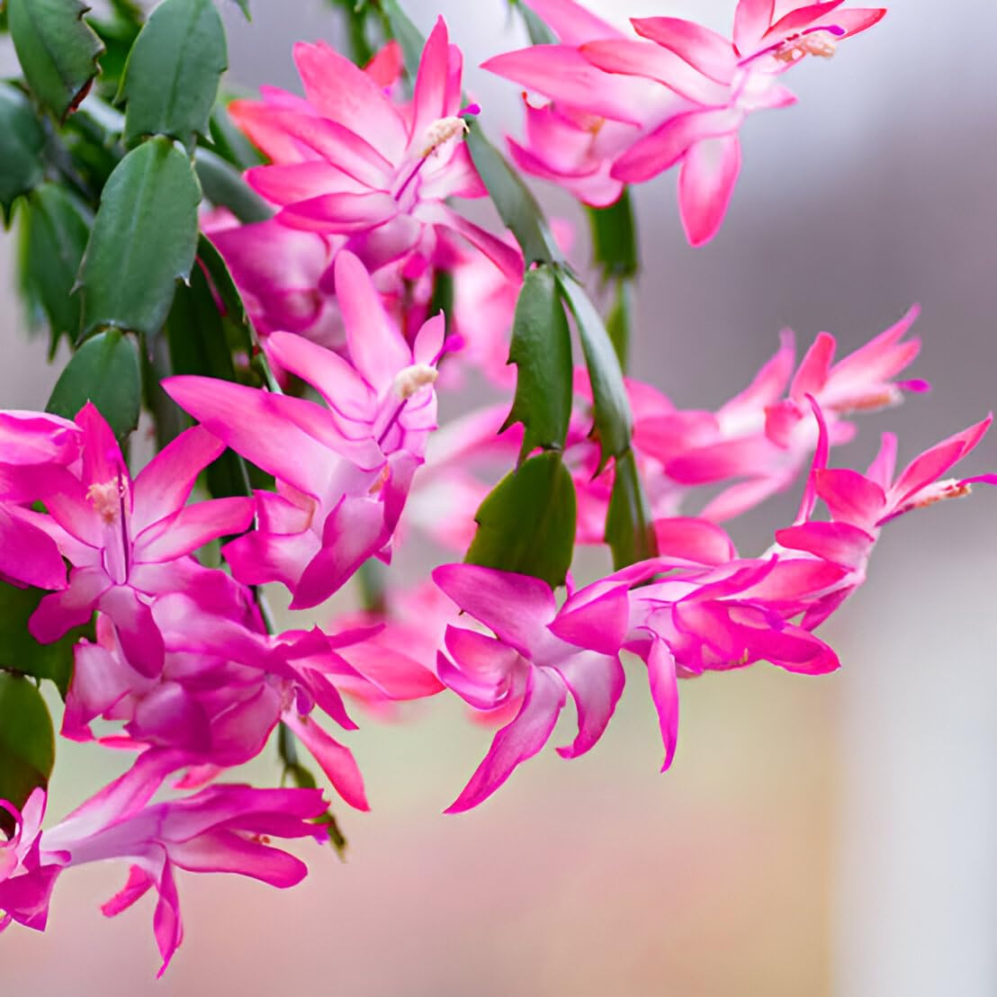Pink Flagelli Flower seeds for Planting Garden Favorite Heirloom & GMO Free Seeds for Home Garden
 
 Sale