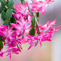 Pink Flagelli Flower seeds for Planting Garden Favorite Heirloom & GMO Free Seeds for Home Garden
 
 Sale
