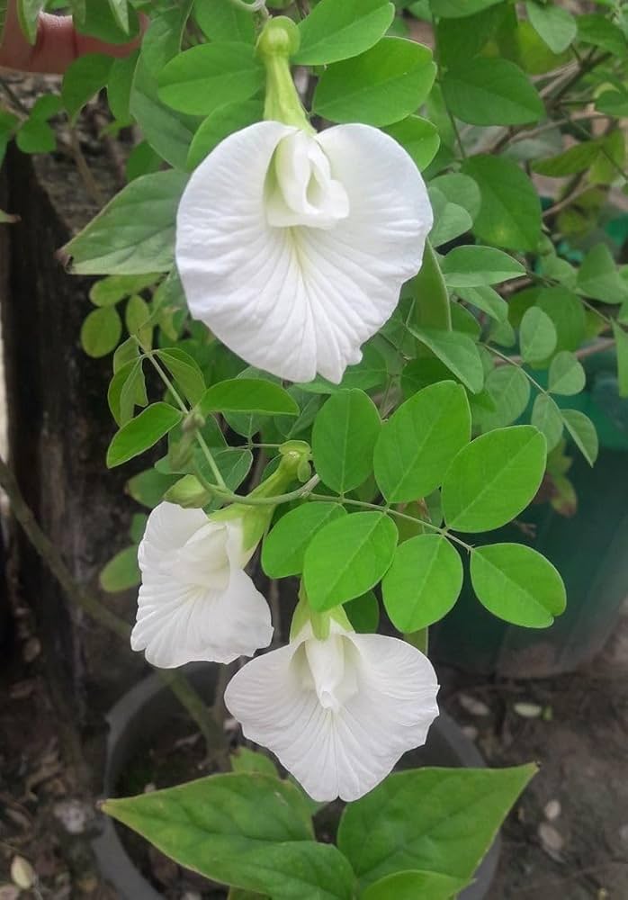 Clitoria Flower seeds for Planting - Hardy Variety, Heirloom & GMO Free Seeds for Home Garden