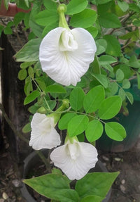 Clitoria Flower seeds for Planting - Hardy Variety, Heirloom & GMO Free Seeds for Home Garden