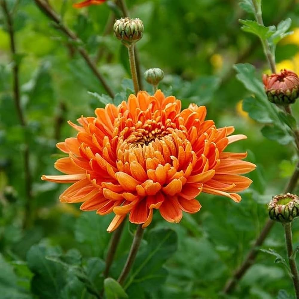 Deep Orange Chrysanthemum Flower seeds for Planting - Sun Loving, Heirloom & GMO Free Seeds for Home Garden