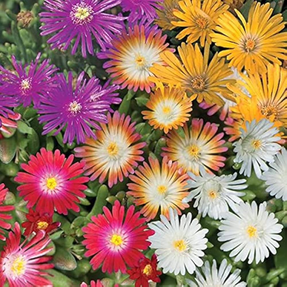 Delosperma Flower seeds for Planting Pollinator Friendly Heirloom & GMO Free Seeds for Home Garden